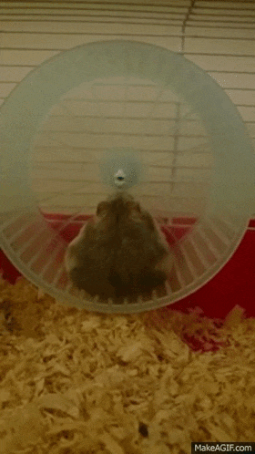 a hamster is running on a wheel in a cage ..