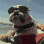 a bulldog wearing sunglasses is sitting on a boat