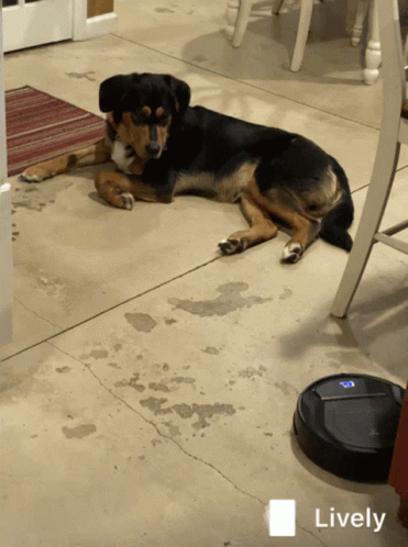 Dylanthelabernese Dog Scared Of Roomba GIF - Dylanthelabernese Dog Scared Of Roomba Dog Scared GIFs