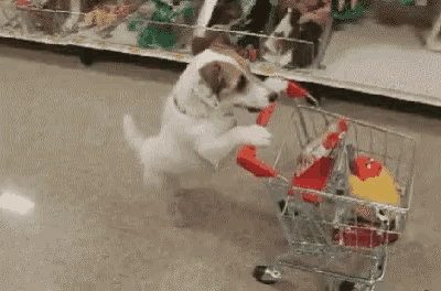 a small dog is pushing a shopping cart in a store .