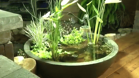 Aquascape Patio Pond GIF - Urban Garden Sustainable Garden GIFs