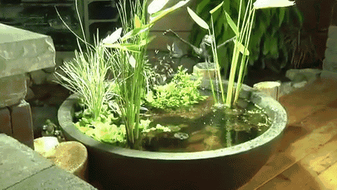 a small pond filled with lots of plants and flowers