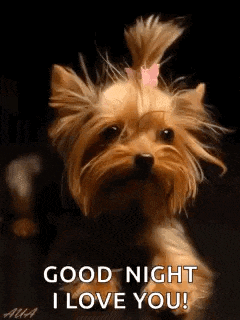 a yorkshire terrier with a pink bow in its hair is saying good night .