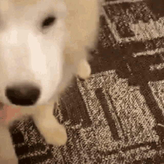 a close up of a dog standing on a rug on the floor .