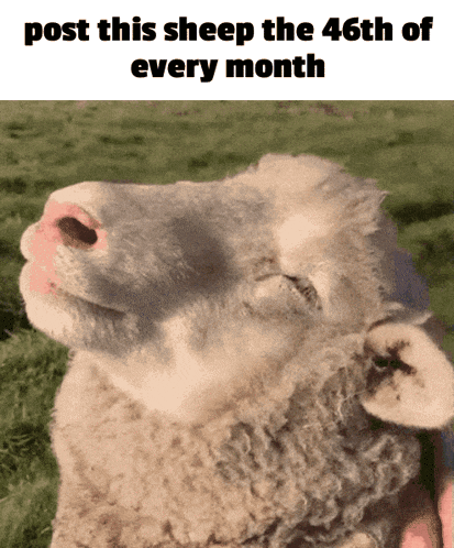 Sheep Month GIF - Sheep Month 46 GIFs