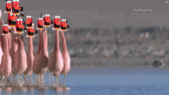 a bunch of flamingos are standing in the water and the words earthtouch tv are on the screen