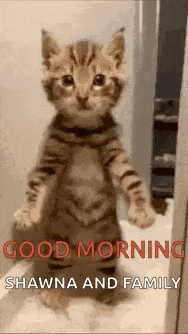 a kitten is standing on its hind legs and says `` good morning , shawna and family '' .