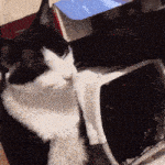 a black and white cat laying on the floor next to a box