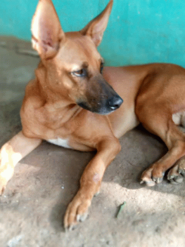 a brown dog laying down on the ground with a blue background