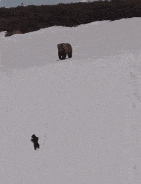 медведь упал GIF - медведь упал медведь упал GIFs