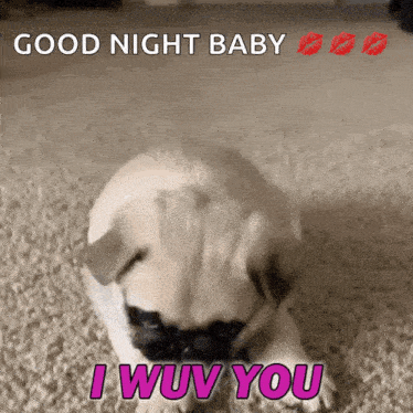 a pug puppy with a good night baby i wouv you message