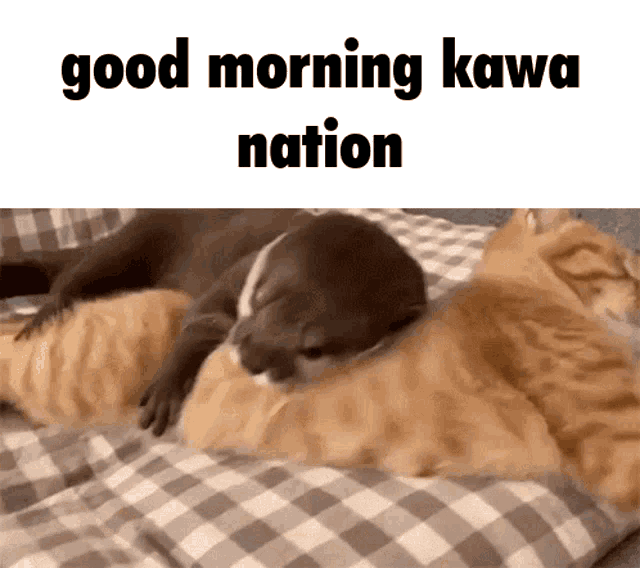 Kawauso Otter GIF - Kawauso Otter Fommy GIFs