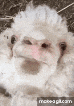 a close up of a sheep 's face with a mohawk .