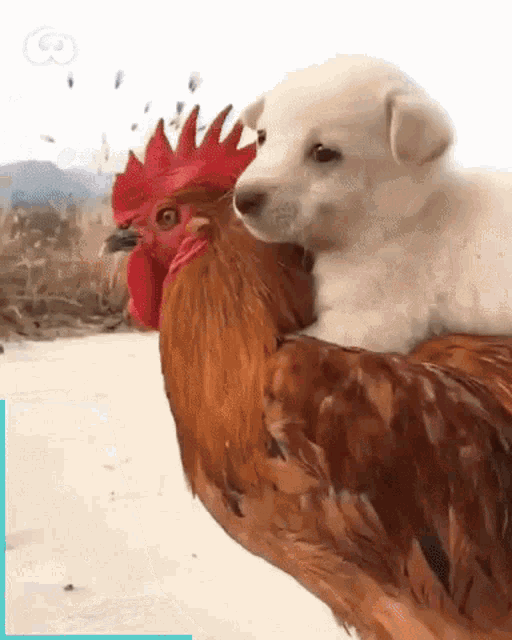 Awww Chicken GIF - Awww Chicken Puppy GIFs