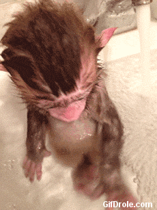 Funny Animated Gif Of A Baby Monkey In A Bath GIF - Monkey Bath Shower GIFs
