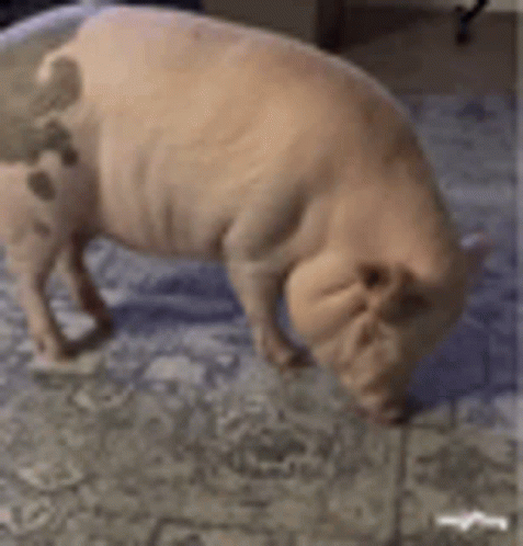 Cute Pig GIF - Cute Pig GIFs