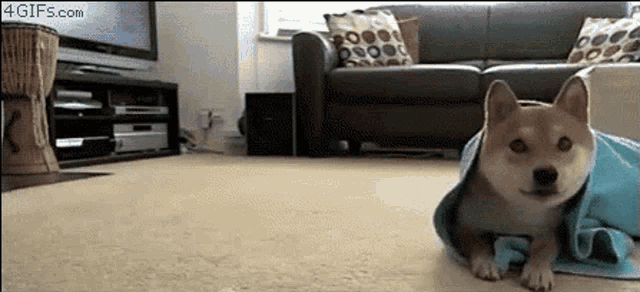 a shiba inu dog wrapped in a blue blanket is laying on the floor in a living room .