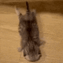 a kitten is standing on its back on a wooden floor .