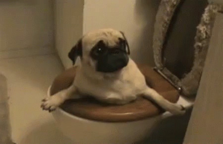 Pug GIF - Pug Toilet Stuck GIFs