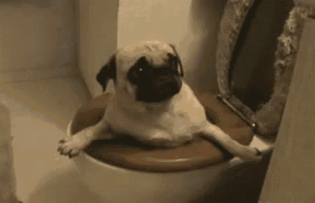 a pug dog is sitting on a toilet with its legs crossed .