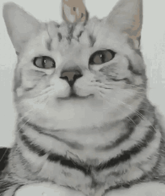 Alre Grey Cat Smile Cat GIF - Alre Grey Cat Smile Cat Smile Cat GIFs