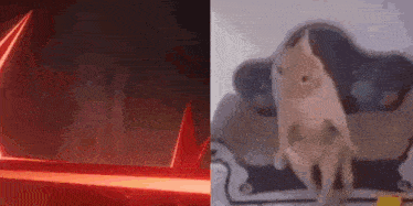 a cat is sitting on a couch next to a red light and a cat is standing on its hind legs .