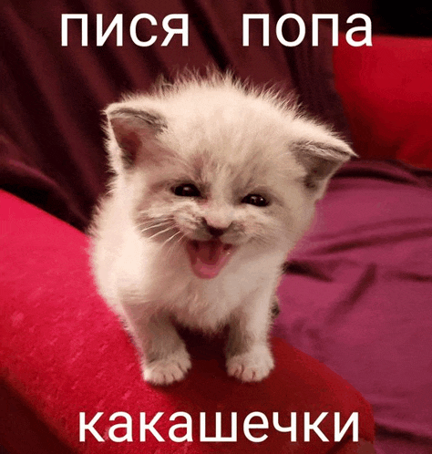 a small white kitten is sitting on a red couch with a foreign language caption