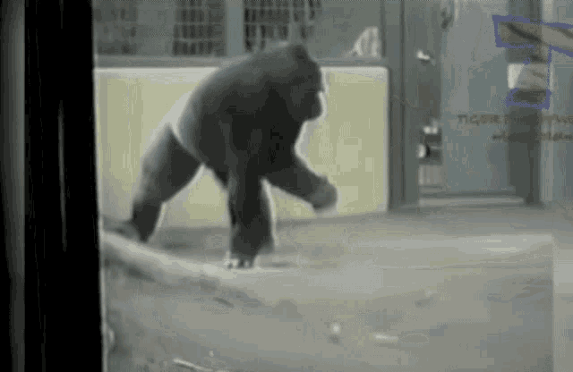Dancing Gorilla GIF