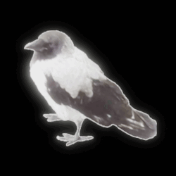 ворона легендарный GIF - ворона легендарный воробей GIFs