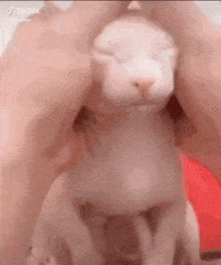 a person is holding a kitten with its eyes closed .