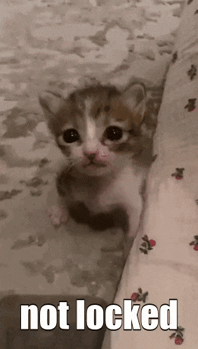 a small kitten is sitting next to a bed with the words not locked below it .