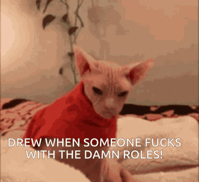 a hairless cat wearing a red sweater says " drew when someone fucks with the damn roles ! "
