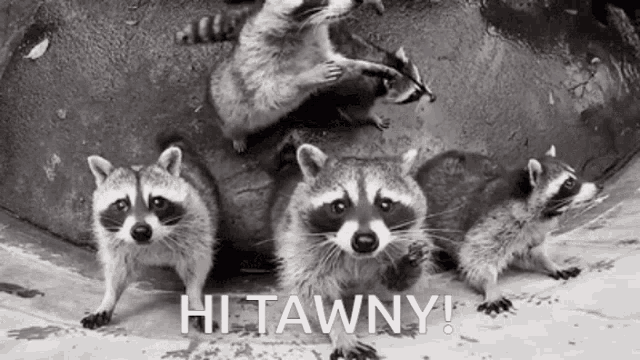 a group of raccoons standing next to each other with the words hi tawny on the bottom