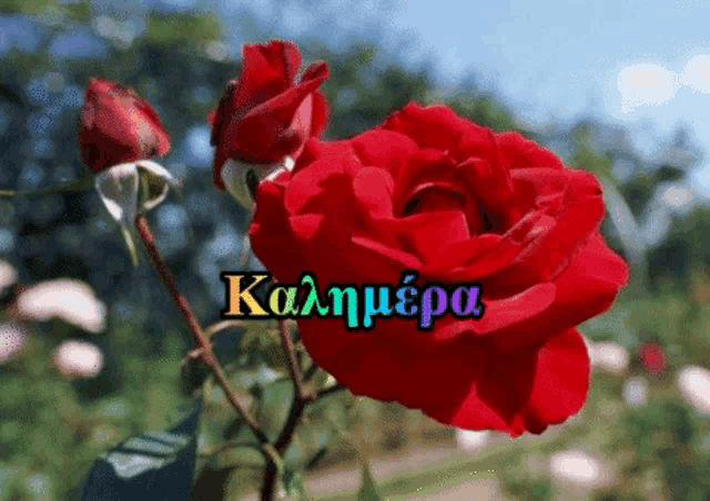 a close up of a red rose with the words " καλημερα " in the background