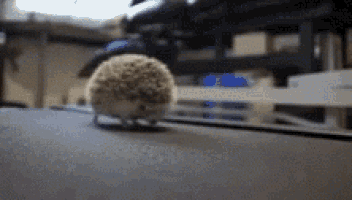 a small hedgehog is walking on a gray surface