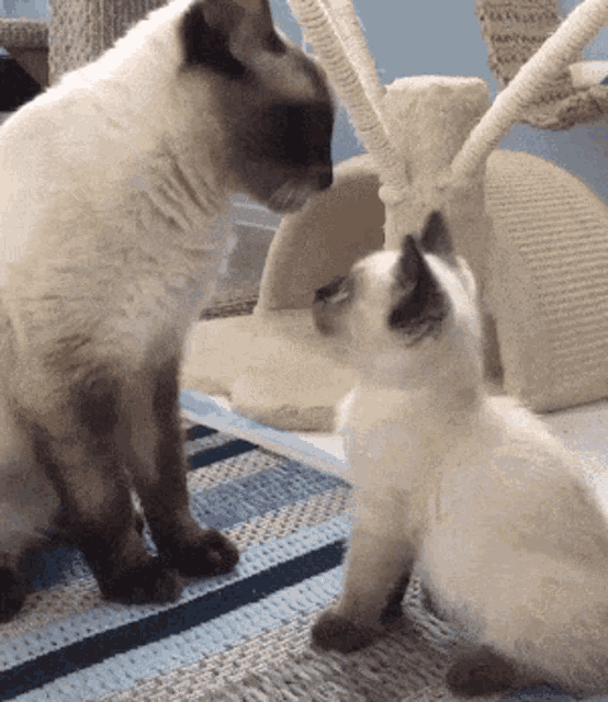 Cat Siamese GIF - Cat Siamese Groom GIFs