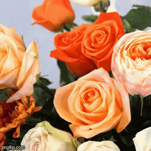 a bunch of orange and pink roses with the url imgflip.com