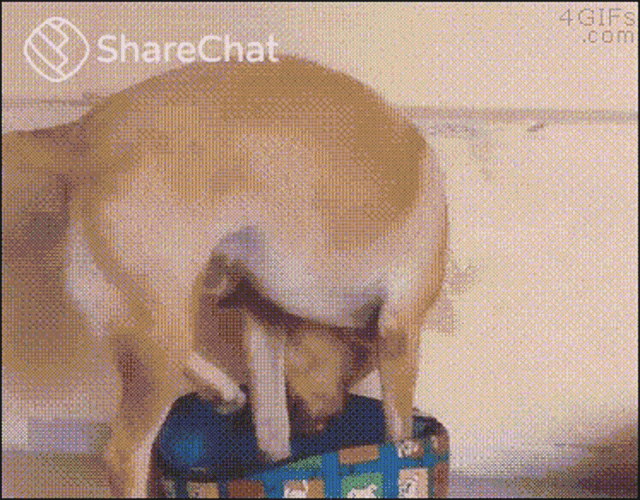 कुत्ता लैब्रडॉर GIF - कुत्ता लैब्रडॉर प्यारा GIFs
