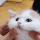 a person is holding a white cat in their hands and petting it .