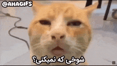a close up of a cat 's face with a caption in a foreign language .