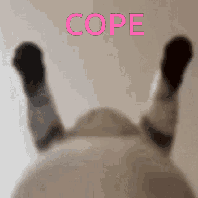 a picture of a cat with the word cope written in pink