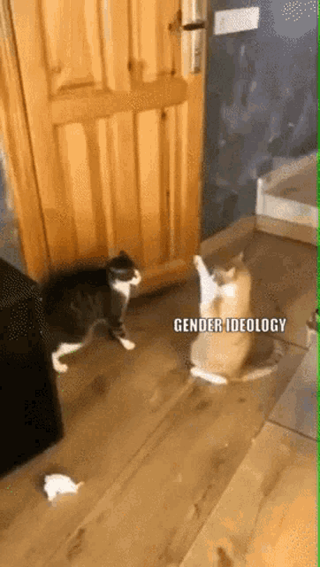 two cats are playing on a wooden floor with the caption gender ideology