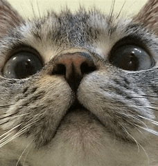 a close up of a cat 's nose and eyes