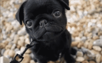 a black pug dog is sitting on a pile of rocks on a leash .