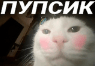 пупсик котик GIF - пупсик котик Yrgene GIFs