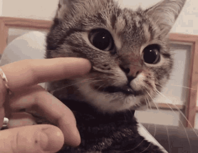 Cat Angry GIF - Cat Angry No GIFs
