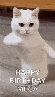 a white cat is standing on its hind legs and making a fist .