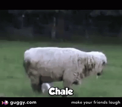 Funny Animals Chale GIF - Funny Animals Chale Sheep GIFs