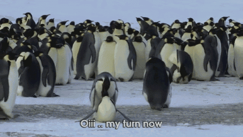 Love Attack GIF - Penguin Stay Bullied GIFs