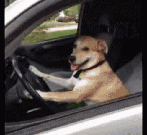 Dog Driving GIF - Dog Driving Bye GIFs